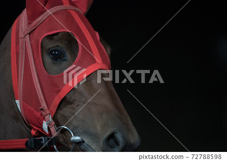 Saga horse racetrack at night 72788598