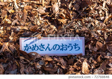 樹樁藝術標籤 72788646