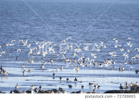 A large herd of seagulls flying on the beach Bandari Bay British Columbia Canada 72789005