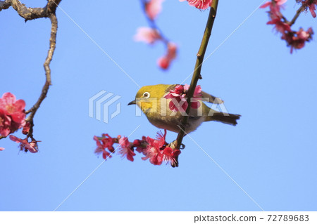 Mejiro吮紅李子和蜂蜜 Mejiro吮紅李子和蜂蜜 72789683