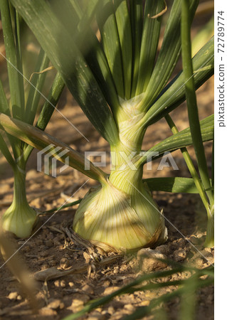 Onions crop in a farm field, agriculture in Spain. Onions crop in a farm field, agriculture in Spain. 72789774