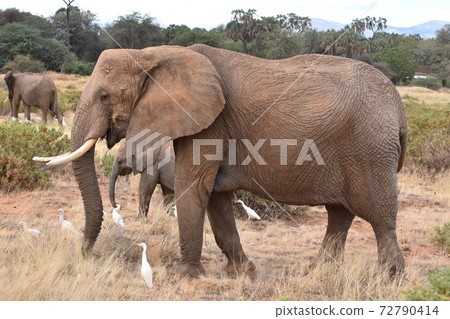 African Elephant (Samburu Trails, Kenya) 72790414
