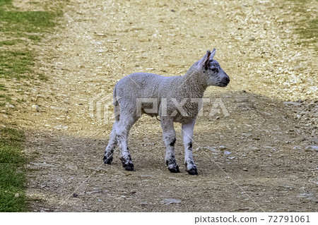 Baby domestic sheep (Ovis aries) in Stowe, Buckinghamshire, United Kingdom 72791061
