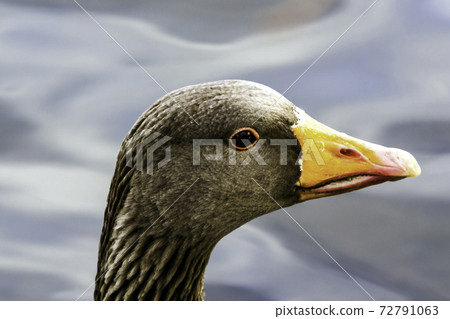 Wild greylag goose (Anser anser) 72791063