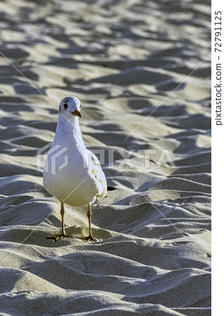 Young black-headed gull (Chroicocephalus ridibundus) in winter plumage on Polish beach Young black-headed gull (Chroicocephalus ridibundus) in winter plumage on Polish beach 72791125
