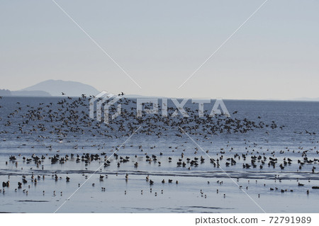 A large herd of ducks flying on the beach Bandari Bay British Columbia Canada A large herd of ducks flying on the beach Bandari Bay British Columbia Canada 72791989