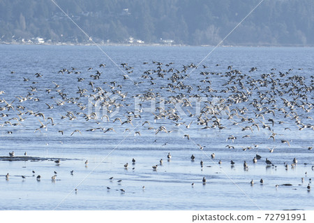 A large herd of ducks flying on the beach Bandari Bay British Columbia Canada A large herd of ducks flying on the beach Bandari Bay British Columbia Canada 72791991