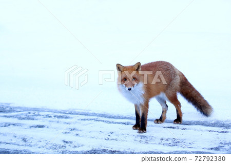 北極狐在雪地上 北極狐在雪地上 72792380