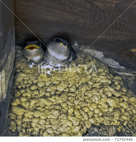 Common house martin - nest with chicks in Choczewo, Pomerania, Poland 72792446