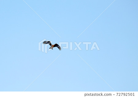 白鷹 白鷹 72792501