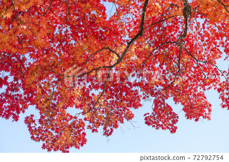 Looking up at the autumn leaves of a big tree (empty back) 72792754