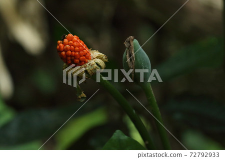 天然植物鵪鶉,紅色穀物的果實。初冬在沖繩本島的森林裡 天然植物鵪鶉,紅色穀物的果實。初冬在沖繩本島的森林裡 72792933