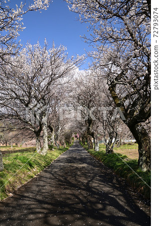 Plum blossoms at Hadano Kounji Plum blossoms at Hadano Kounji 72793074