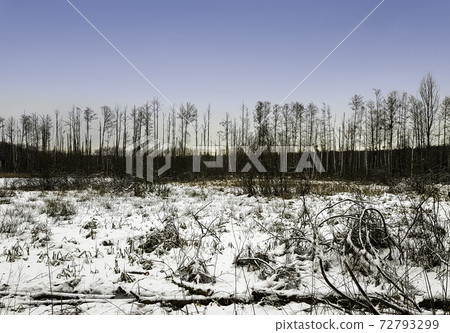 Sunset over Kampinos National Park in winter - Poland 72793299