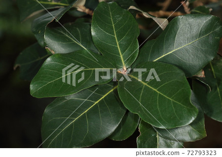 天然植物Sakishimasuonoki，大葉子。大約十二厘米，正面為深綠色，背面為銀色。 72793323