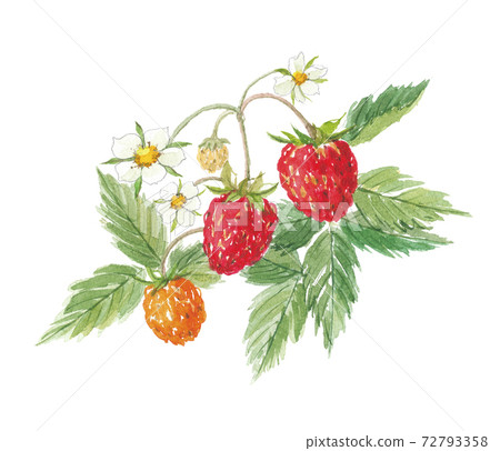野草莓 72793358