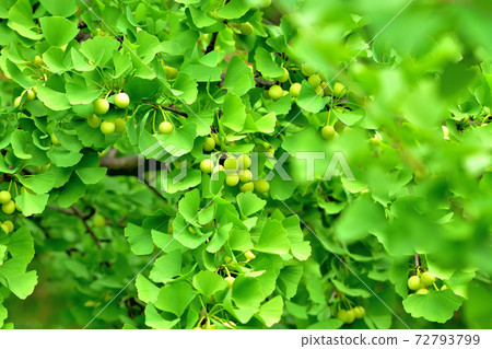Ginkgo tree-lined ginkgo nuts Ginkgo tree-lined ginkgo nuts 72793799