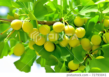 Ginkgo tree-lined ginkgo nuts Ginkgo tree-lined ginkgo nuts 72793841