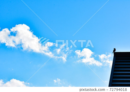 鳥和天空 72794018