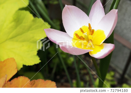 春天的半蔭花園原型鬱金香粉紅色和黃色和Huquera開心果 72794180