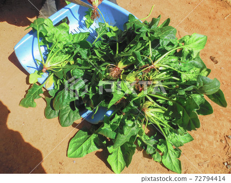Harvest of spinach Harvest of spinach 72794414