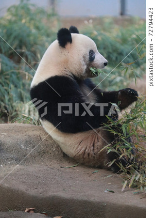 Shanshan Shanshan 72794423