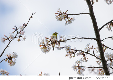 Uomi cherry blossoms and white-eye Uomi cherry blossoms and white-eye 72794468