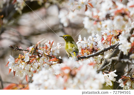 Uomi cherry blossoms and white-eye 72794501