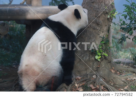 Shanshan 72794582