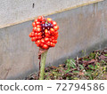 Mamushi草，Mamushi草 72794586