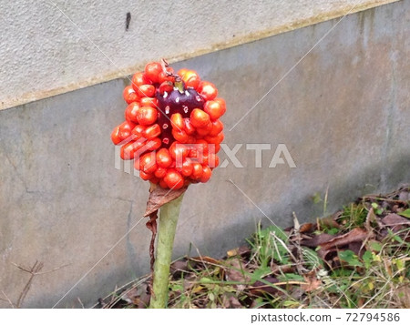 Mamushi草,Mamushi草 Mamushi草,Mamushi草 72794586
