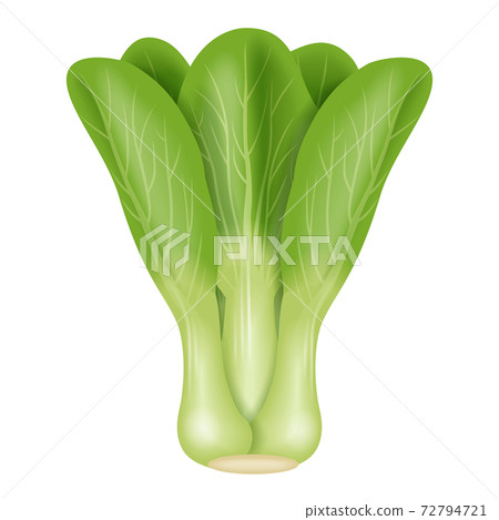 Illustration of bok choy Illustration of bok choy 72794721