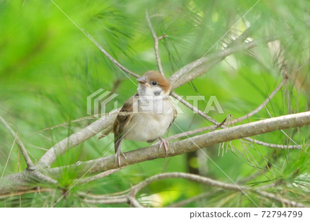 Adventured child sparrow Adventured child sparrow 72794799