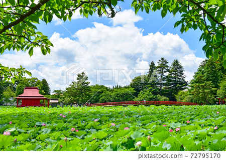Saruka Park in summer 72795170
