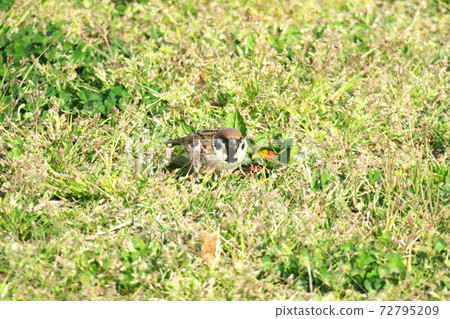 Sparrow Sparrow 72795209