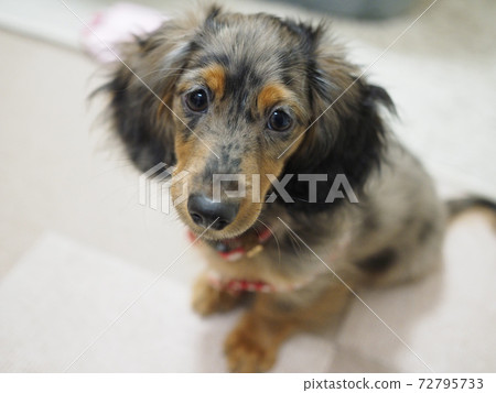 Kaninhen Dachshund Puppies 72795733