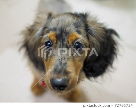 Kaninhen Daxfund小狗 72795734