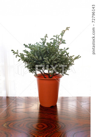 Ornamental plant Conifer Ballbird potted plant Ornamental plant Conifer Ballbird potted plant 72796143