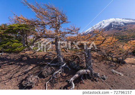 back yard back yard 72796157