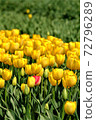 A single pink color blooming in a yellow tulip field 72796289