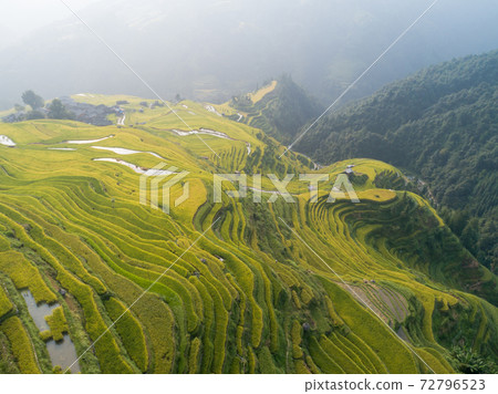 Beautiful terrace rice field with small houses in China 72796523