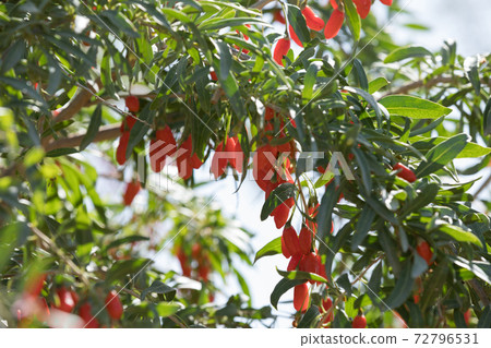 Goji berry fruits and plants in sunshine garden 72796531