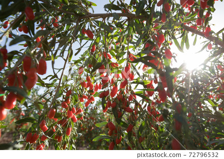 Goji berry fruits and plants in sunshine garden Goji berry fruits and plants in sunshine garden 72796532