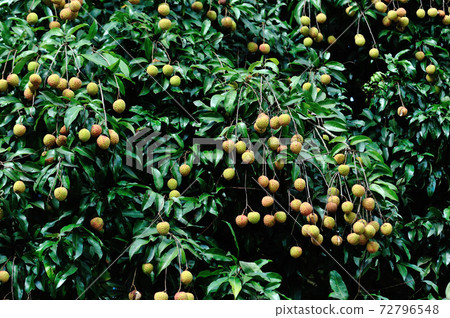 Lychee fruits in growth on tree in summer 72796548