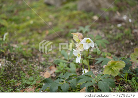 Christmas rose Christmas rose 72798179