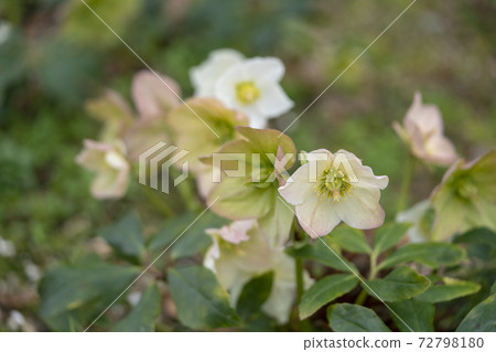 Christmas rose Christmas rose 72798180