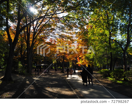 Autumn leaves 72798267