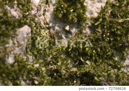 1 Jan 2006 the green moss glasshouse hobby collectiono on forest 72798626