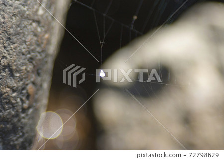 1 Jan 2006 Spider on the web. at nature hk 72798629