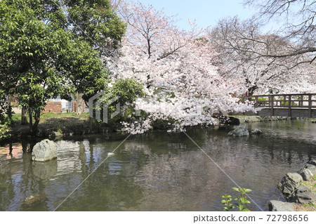 Adachi-ku Higashi Ayase Park Cherry blossoms near Yazaemon Bridge 72798656